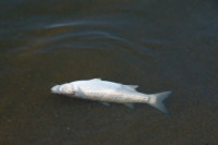 Catastrophe écologique du fleuve Oder, élections en Pologne et en Slovaquie, Religieuses pro-guerre au Bélarus