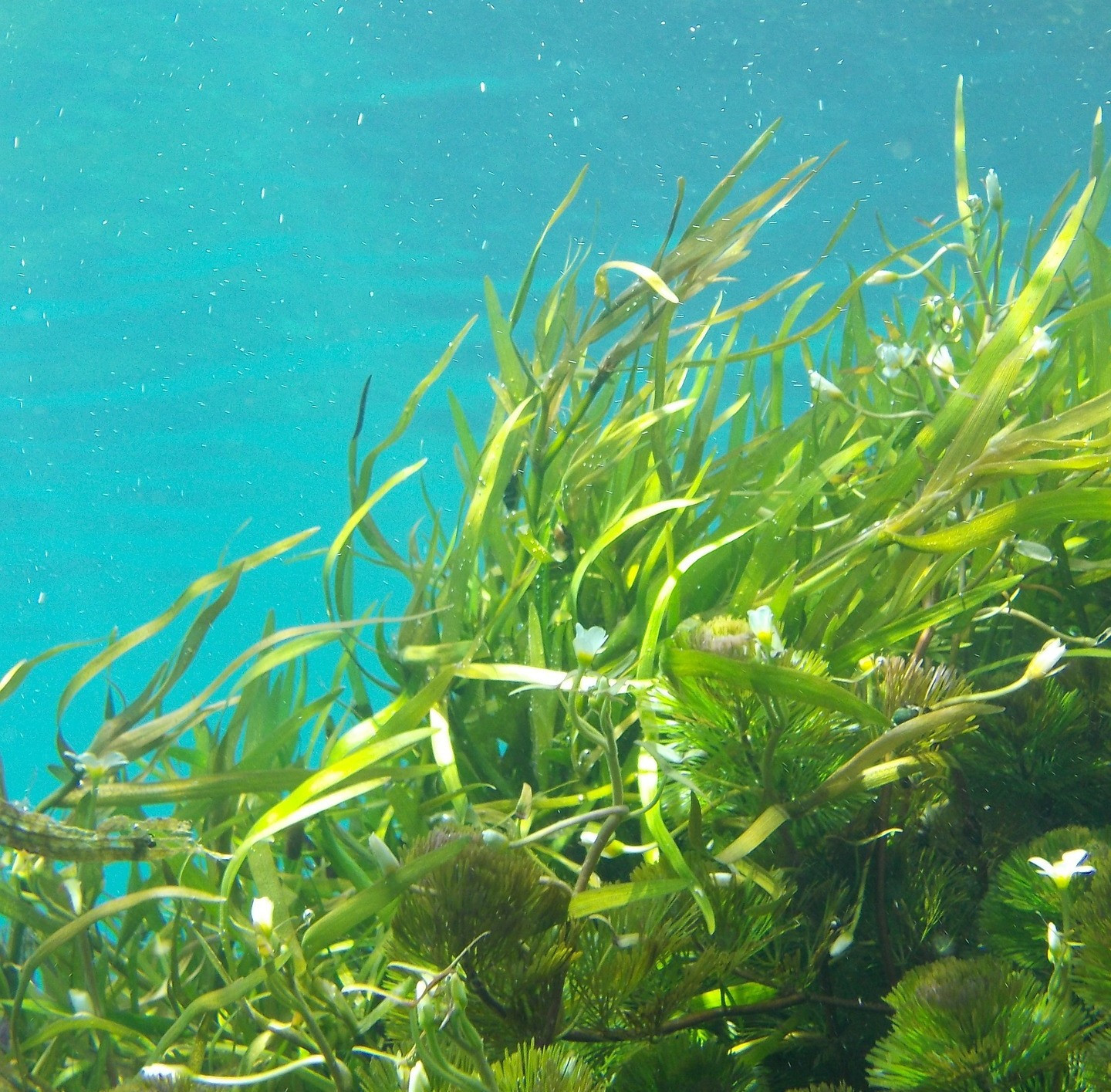 Des algues pour capter le CO2 - Smart for climate #24