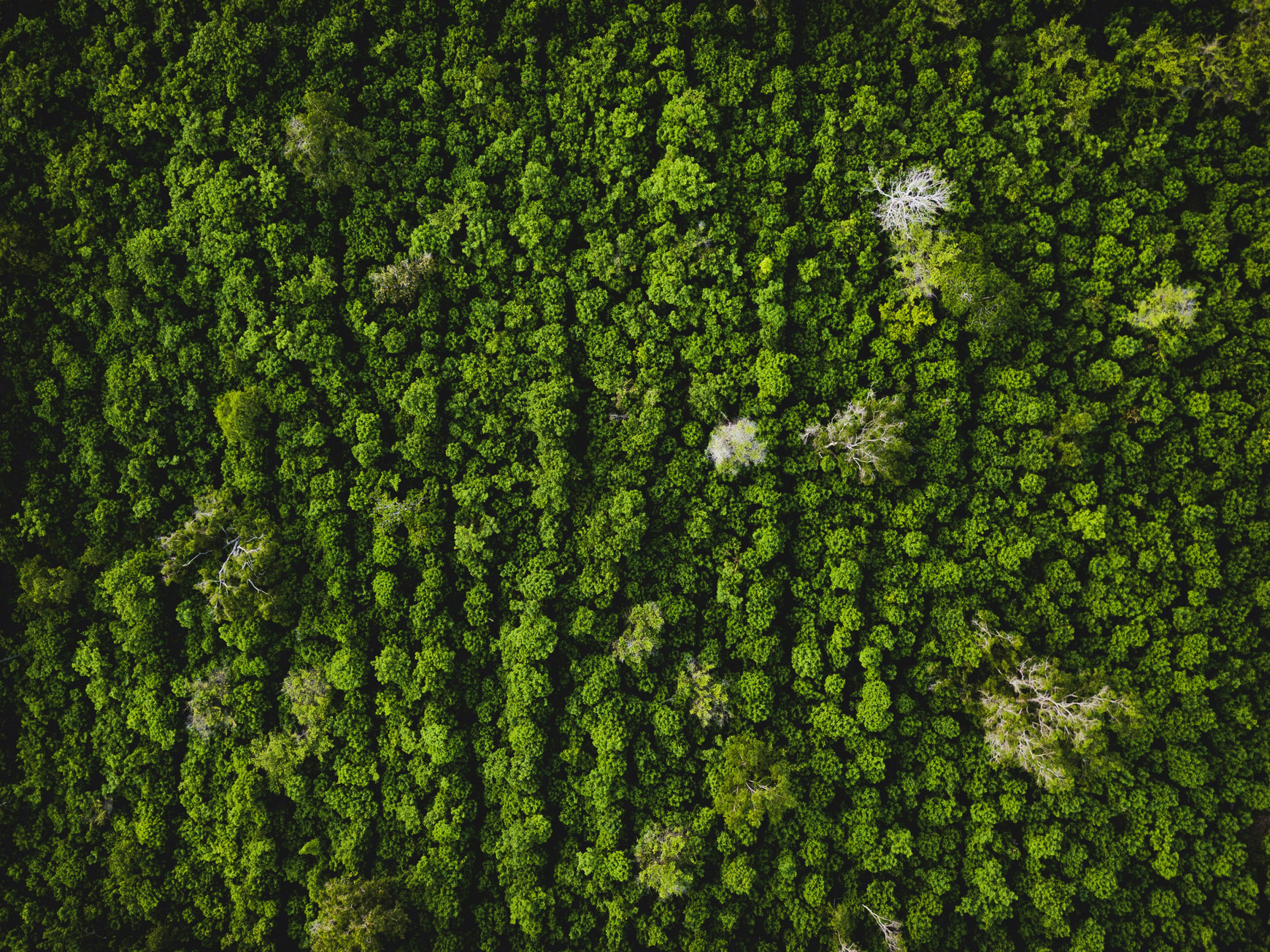 ©Ivan Bandura sur Unsplash L'État de droit environnemental dans l'Union européenne