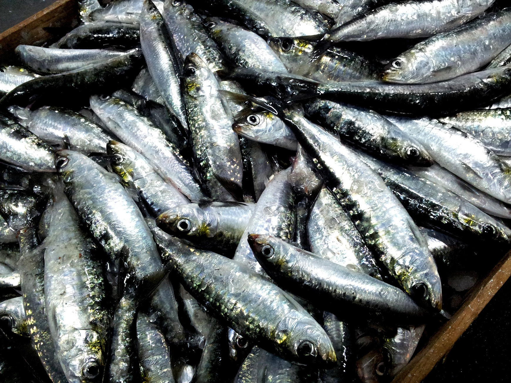 La sardine - Plongée dans les océans #21