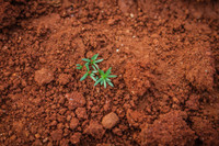 L'agroécologie au Sud  