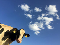 La vache, pollueuse de la planète ?