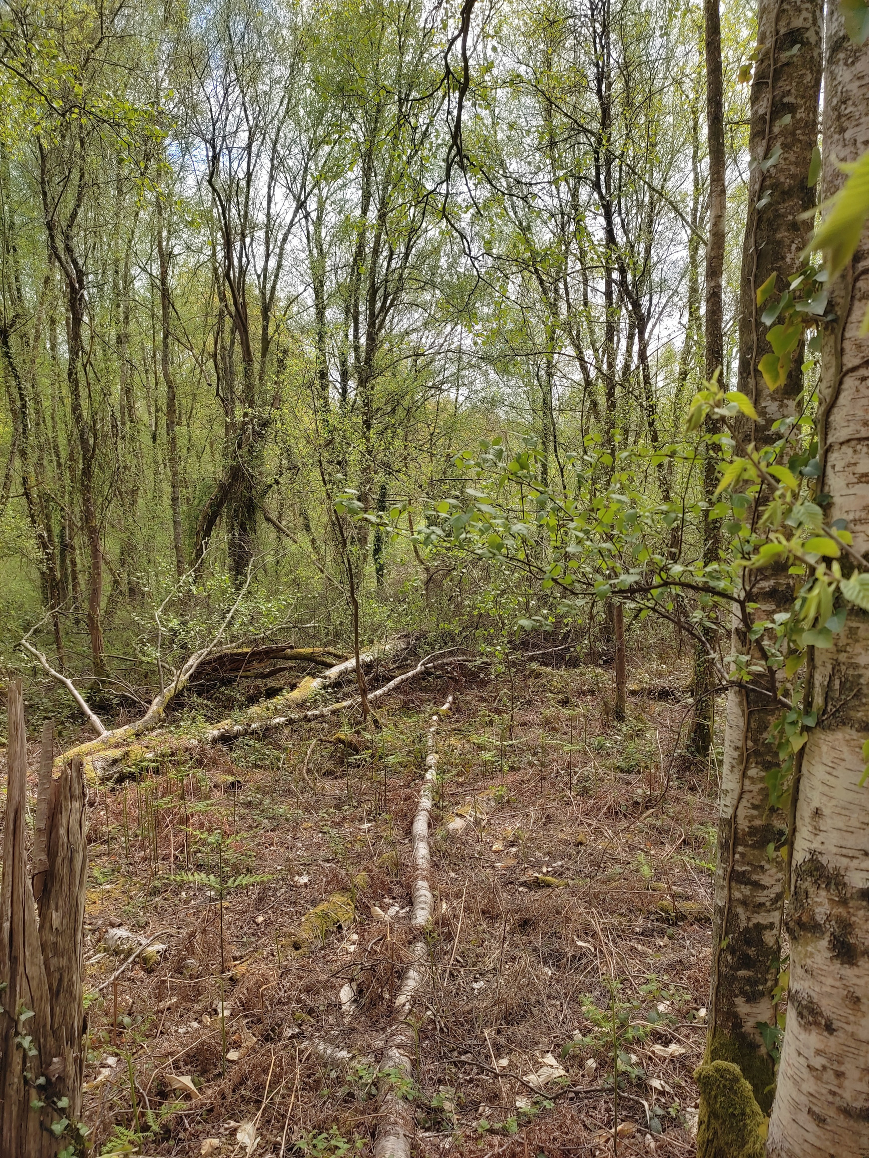 © Brice Andlauer (Une forêt en cours de ré-ensauvagement dans le Perche) Ré-ensauvager les espaces naturels -L'Europe vue d'ici #119
