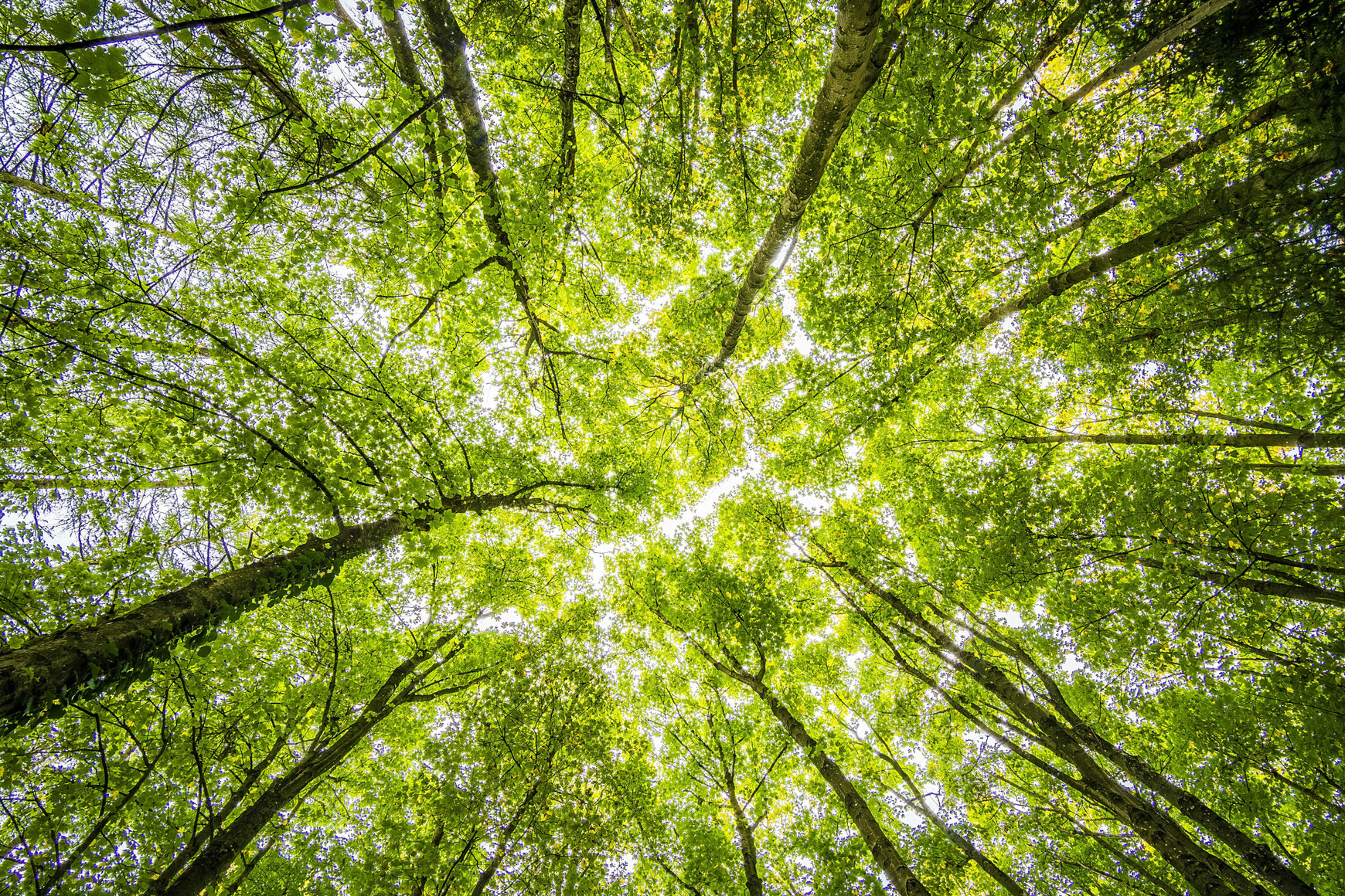 Photo de Felix Mittermeier - Pexels L’Union européenne et la protection de l’environnement