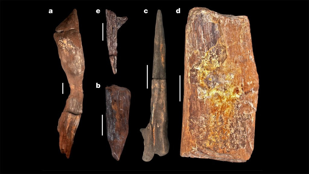 A, élément structurel BLB5 (objet 1033). b, BLB3 « coin » (objet 660). c, BLB2 « bâton à creuser » (objet 219). d, bûche coupée BLB4. e, BLB4, pièce conique avec une seule marque de côtelette. Barres d'échelle, 10 cm © Université de Liège Aux origines des premiers outils avec Veerle Rots