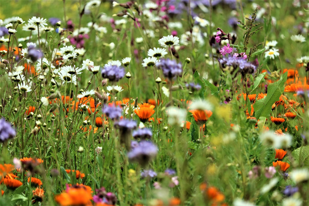 Préserver la biodiversité en Europe - Fréquence Europe