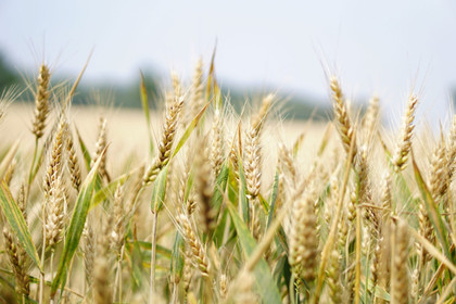 AGRICULTURE : PAC, SALON DE L'AGRICULTURE, COVID..