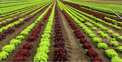 De plus en plus de ferme BIO dans la région !