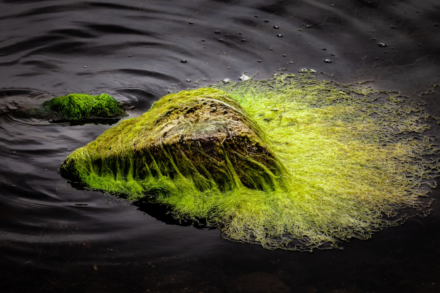 ©Brahm Meyer sur Unsplash Les proliférations d’algues vertes