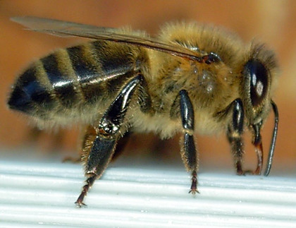 St. Herblain: Le Centre d'Etude technique se met au service de la sauvegarde des abeilles