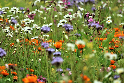 Préserver la biodiversité en Europe - Fréquence Europe