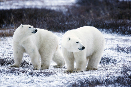 D'où ça vient les ours polaires ?