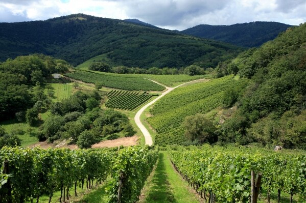 Épisode Vigne et volcans : Auvergne & Loire de l'émission L'Apéro