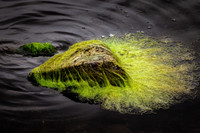 Les proliférations d’algues vertes