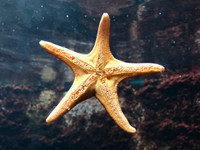 L'étoile de mer