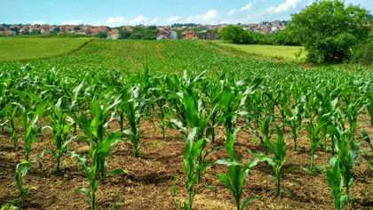 EAU POLLUÉE : STOP AUX PESTICIDES