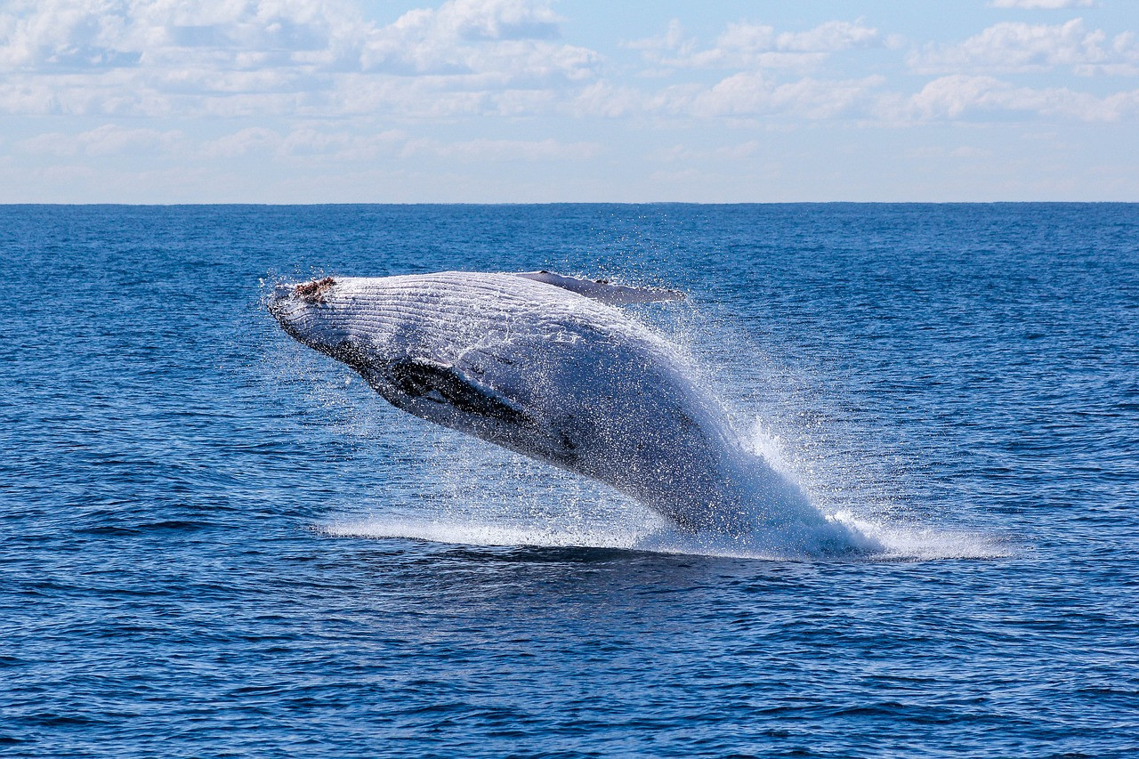 Protéger les baleines pour protéger le climat - Smart for climate #31