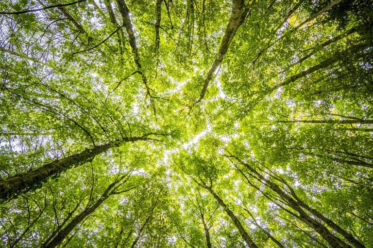 La compensation carbone volontaire : suffit-il de planter des arbres pour sauver le climat ? - Smart for climate