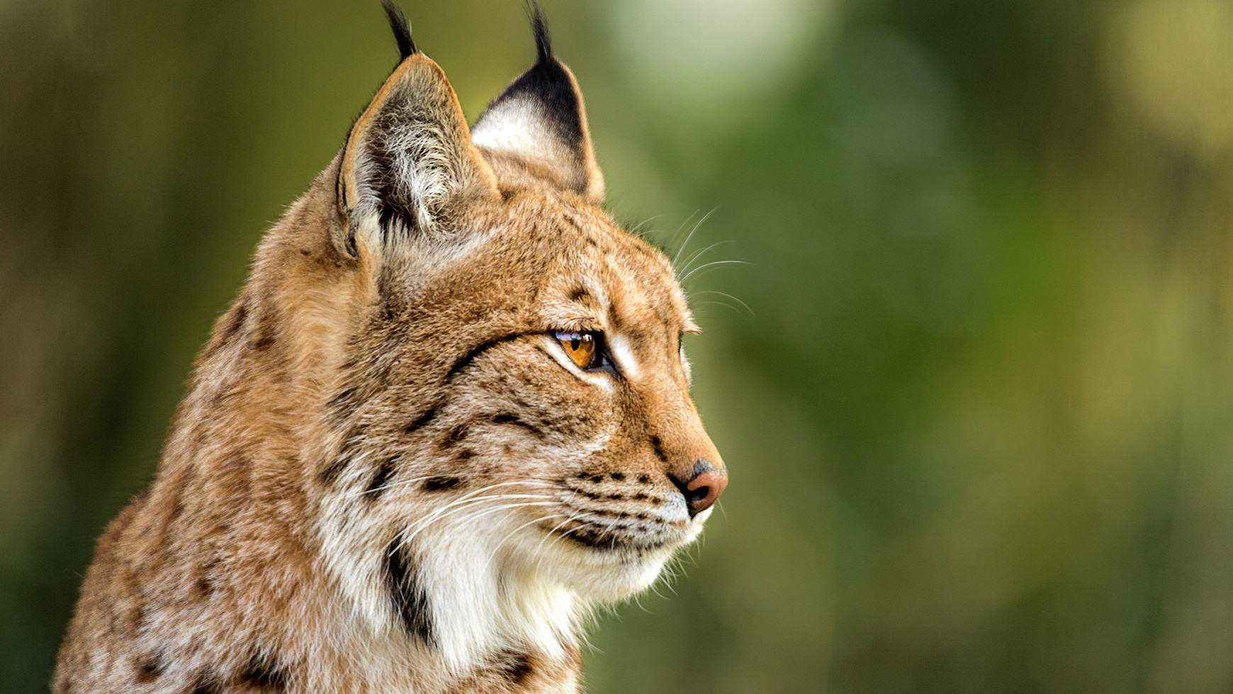 Le lynx - euradio — Animons l'Europe !