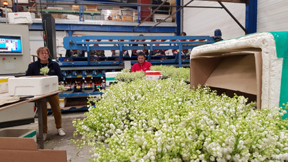 Le Muguet, comme chaque année, c'est le 1er Mai !