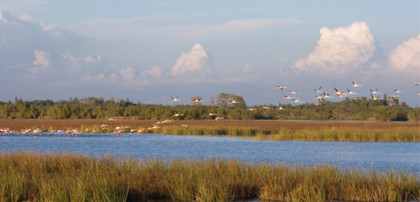 En Camargue, on restaure le delta du Rhône pour mitiger les effets du changement environnemental - L'Europe vue d'ici #21