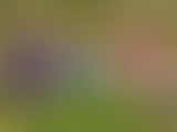 LCSLT : 21.12.18 // Le crémant, ça vous Die ?