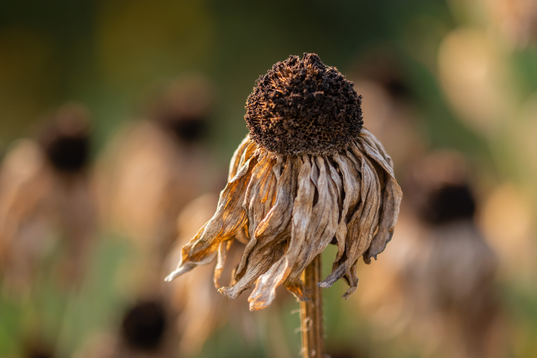 ©Pawel Czerwinski sur Unsplash Copernicus : l'été le plus chaud jamais enregistré