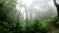 Sauver l'Amazonie : une solution économique - l'Eco de Marc Tempelman #2