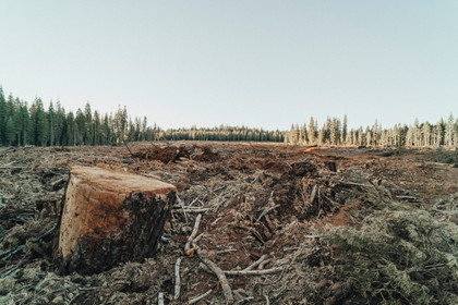 Que peut faire l'Union européenne contre la déforestation ?