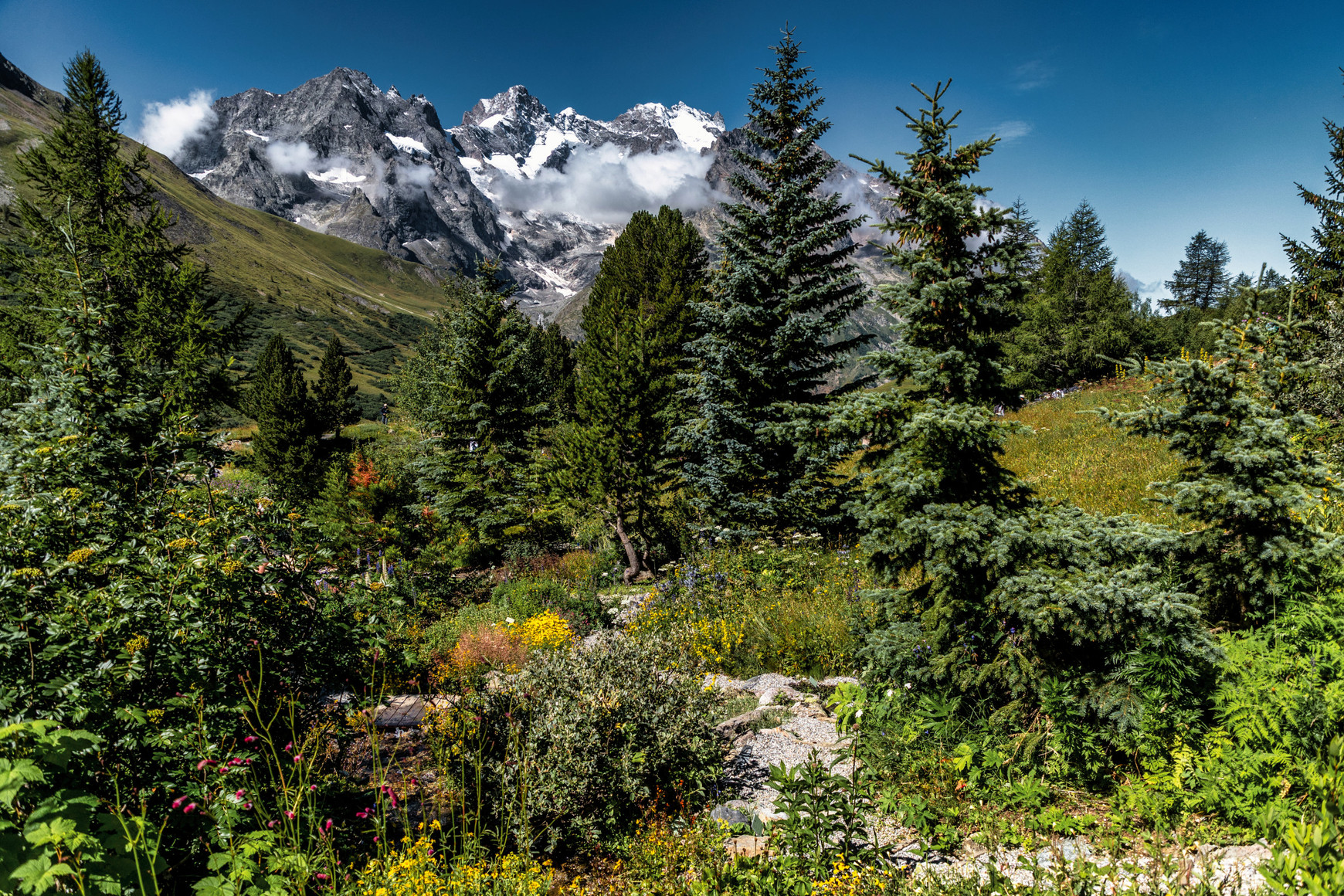 À 2100 mètres d’altitude, le jardin du Lautaret est un lieu de recherche dédié aux plantes de montagne. © Patrick Domène Dans les Hautes-Alpes, une filière de plantes à parfums, aromatiques et médicinales - L'Europe vue d'ici #133