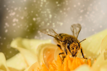 Les pollinariums sentinelles de France veillent pour les personnes allergiques