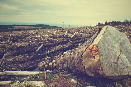 L'ingrédient secret de la déforestation