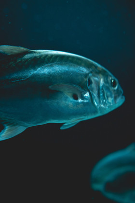 Le thon rouge, une espèce menacée - Plongée dans les océans #25