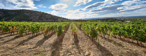 Le renouveau du vignoble Languedocien
