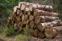 Le pillage des forêts albanaises au profit de l’Italie ?