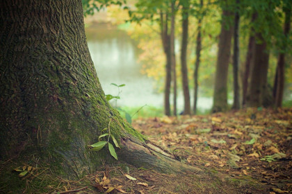 Le projet de forêt primaire en Europe et la vertu d’humilité - Alain Anquetil