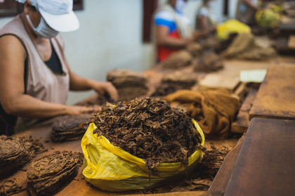 Tabac : Impact sur l'environnement - Yves Martinet