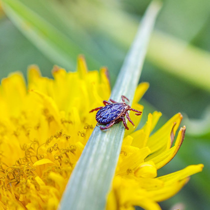 Lyme: une maladie discrète, un impact réel