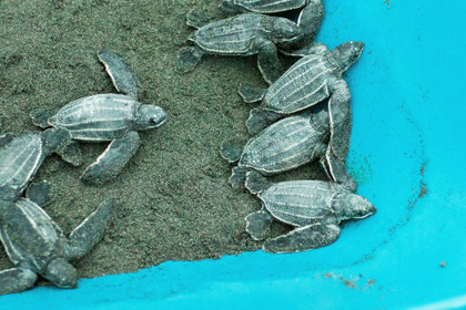 Voyage au Costa Rica