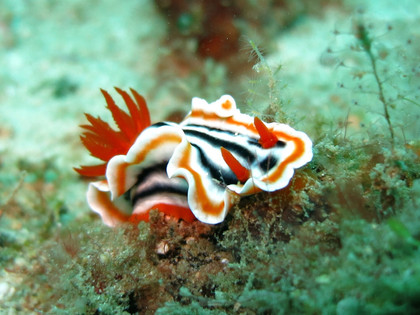 Les limaces de mer 1/2 : les nudibranches