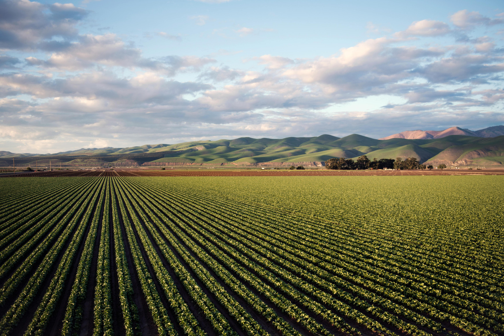 Photo de Tim Mossholder - Pexels Les élections dans les chambres d’agriculture