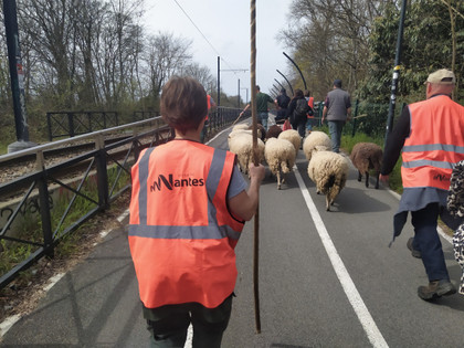 La transhumance arrive à Nantes