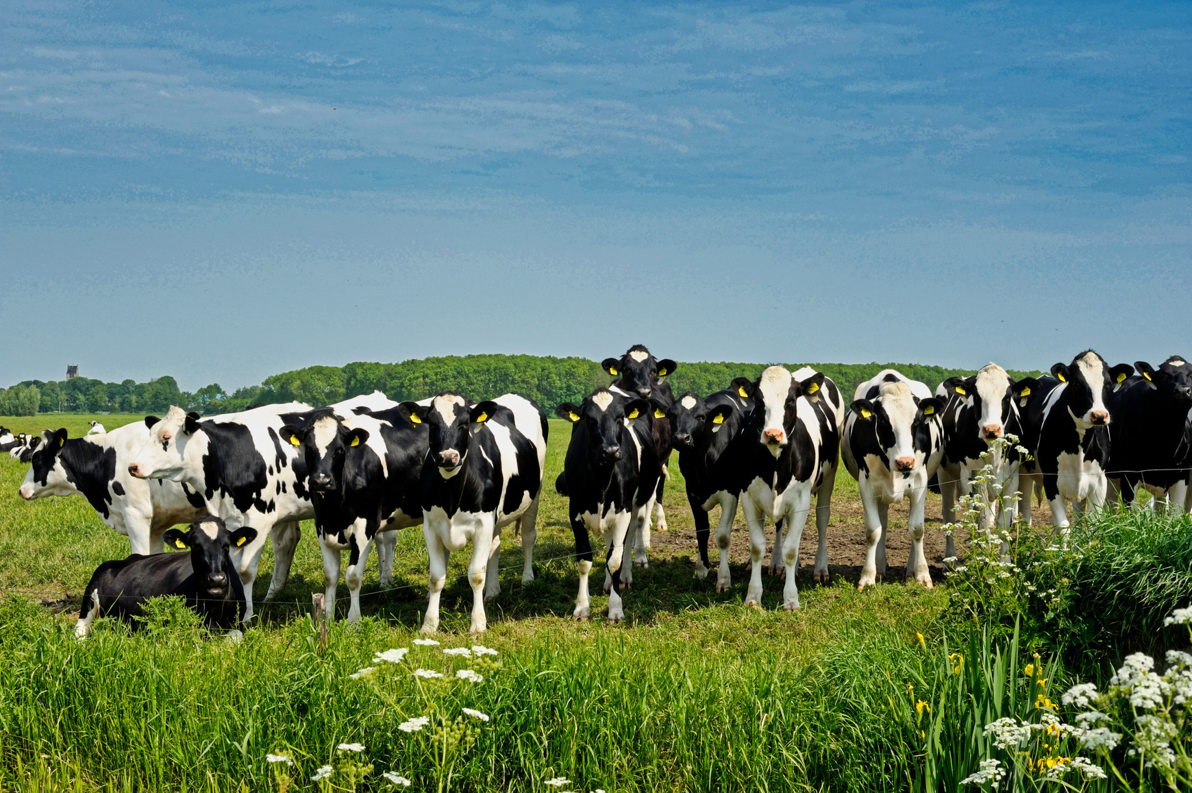 ©Domaine Public PAC : Une politique qui privilégie la viande aux végétaux ?