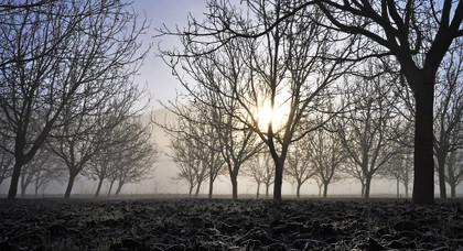 Un hiver doux, menace pour les plantes ?