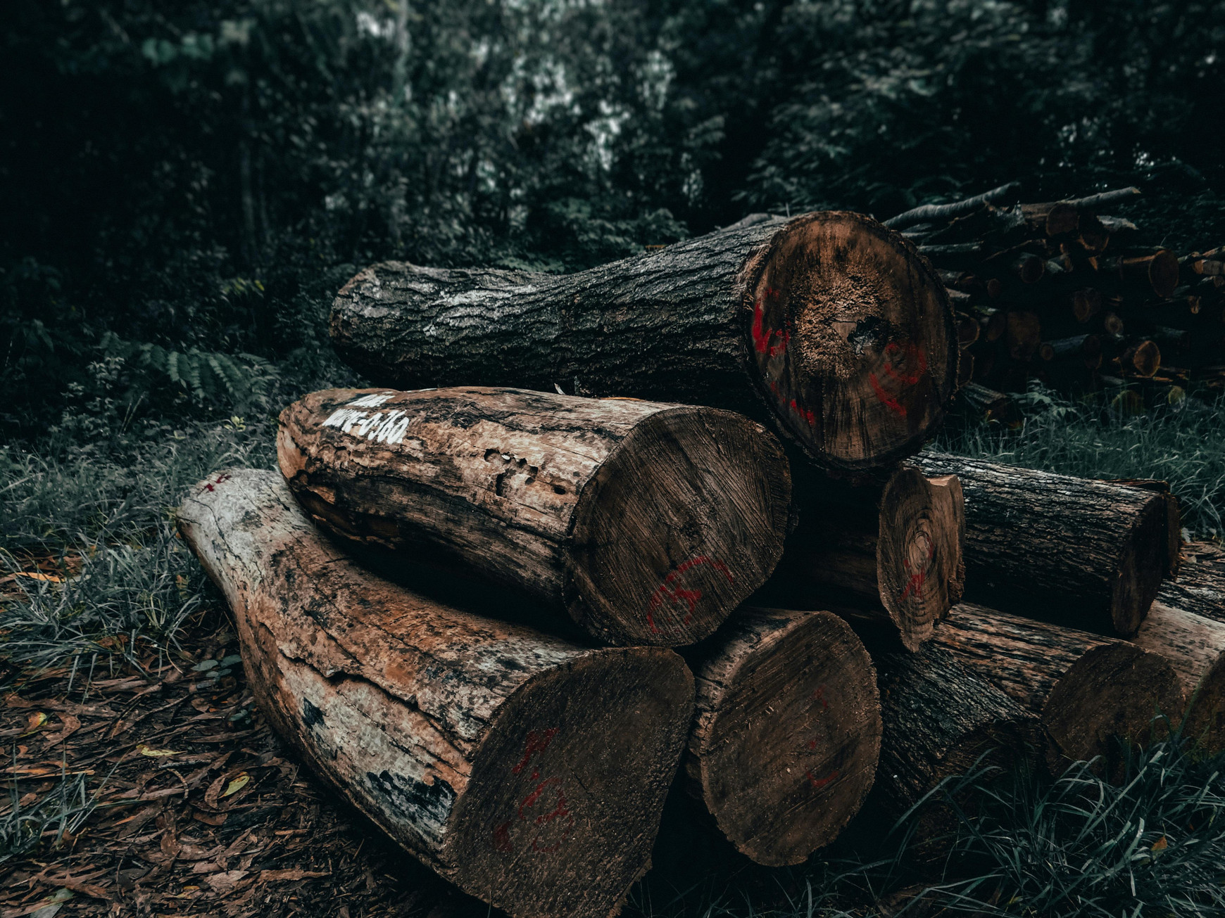 Photo de Sharad Bhat - Pexels Règlement européen contre la déforestation et la dégradation des forêts - Lilla Assas
