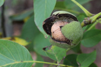 La nutrition des plantes et l’agroécologie