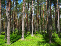 Loi européenne sur la déforestation : entre urgence climatique et recul politique