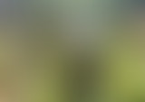 EP1. Disasta à Tongoa. Les jardins de subsistance...