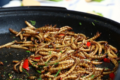 Bientôt des insectes dans nos assiettes ?