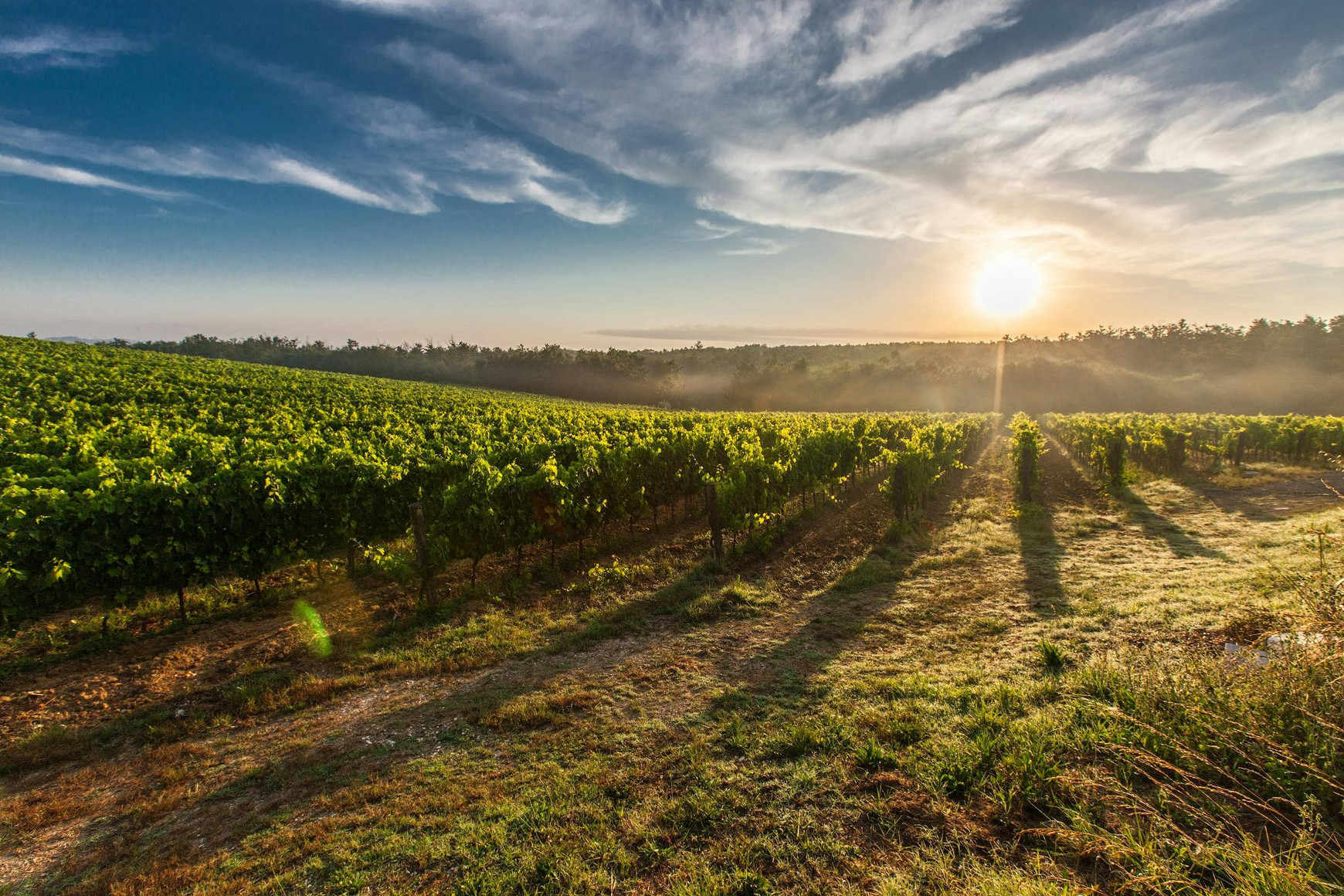 @ Pixabay Vin et transition environnementale : focus sur deux solutions innovantes du bordelais